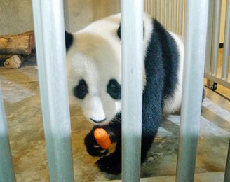 Image 445421758
