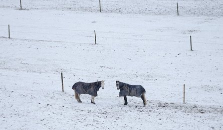 Image 445439887