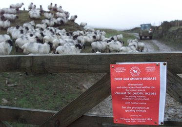 Image 445533618