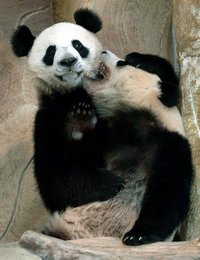 Image 445592354