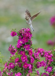 Image 445794576