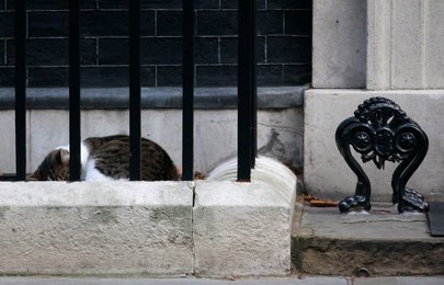 Image 445842046