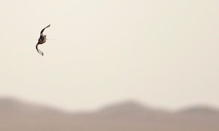 Image 446219400