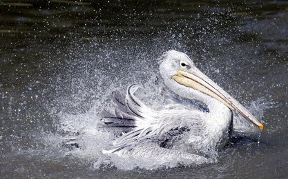 Image 446705655