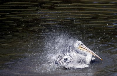 Image 446709677
