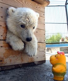 Image 446721246