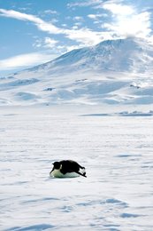 Image 446723520