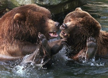Image 446944315