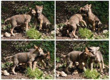 Image 447041816