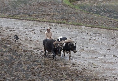 Image 447109814