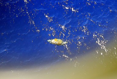 Image 447861718