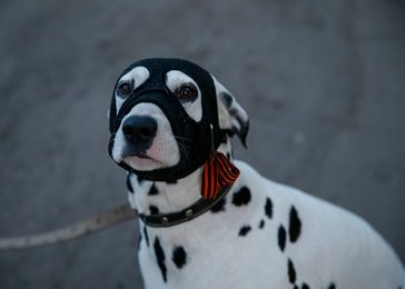 Image 448347877
