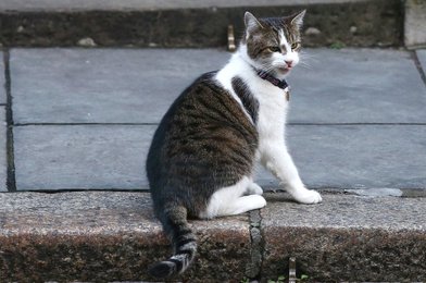 Image 449136418