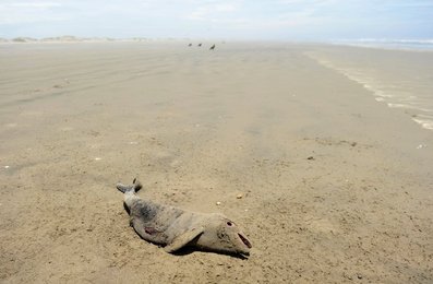 Image 449435395