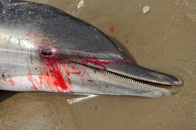 Image 449435447