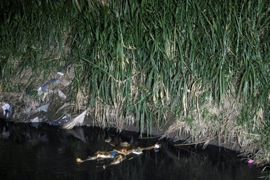 Image 449739274