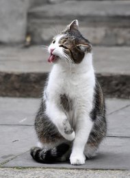 Image 449753692