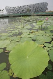 Image 449829745