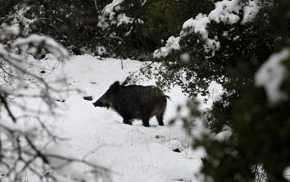 Image 449880723