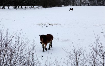 Image 450214204