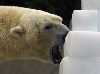 Image 450463385