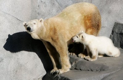 Image 452326522