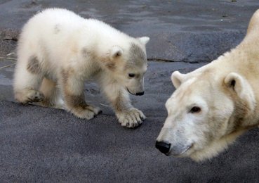 Image 452326562