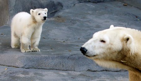 Image 452569950