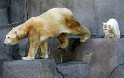 Image 452569952