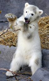 Image 452569953