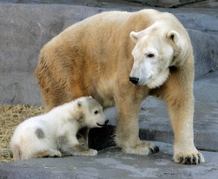 Image 452569960