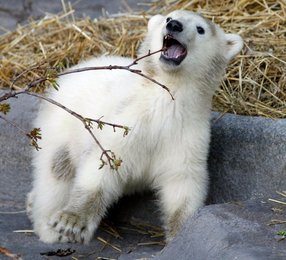 Image 452569963