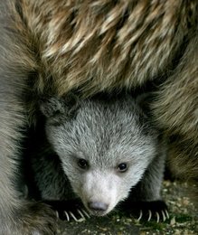 Image 452761420