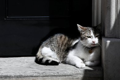 Image 452925909