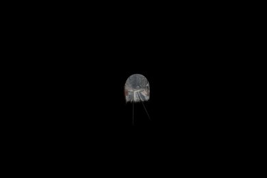 Image 452938917
