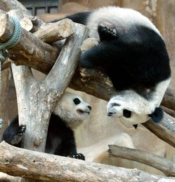 Image 453003439