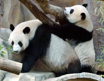 Image 453003454