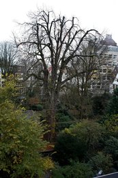 Image 454073256