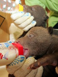 Image 454108625