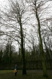 Image 454331461