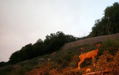 Image 454386507