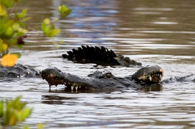 Image 455784887