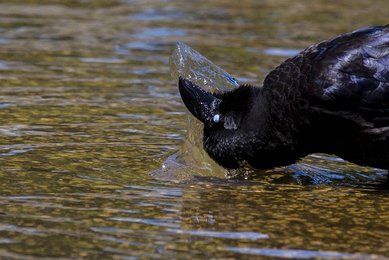 Image 455841924