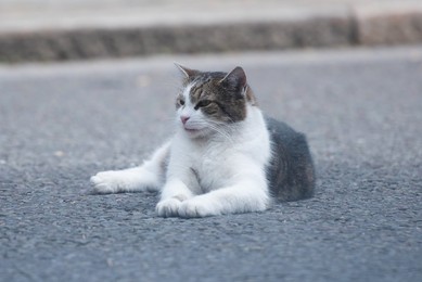 Image 456770835