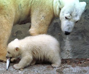 Image 457541203