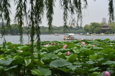 Image 458424383