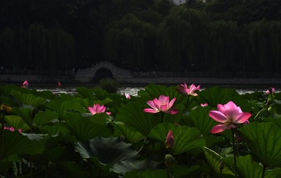 Image 458424397