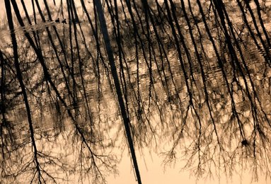 Image 458700808