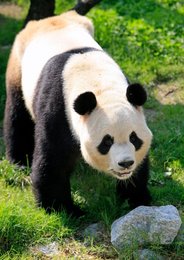 Image 458844512