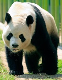 Image 458844523